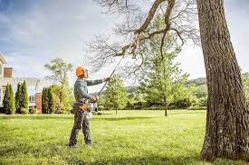 Why Choose Our Tree Removal Services in Edgewood, KY?