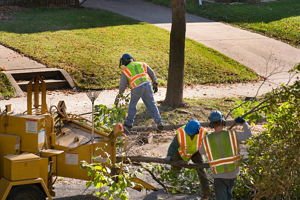 Best Tree Mulching  in Edgewood, KY